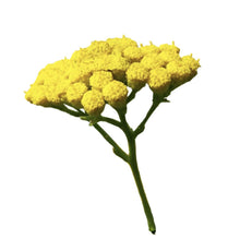 Load image into Gallery viewer, Blue Tansy Tanacetum Annuum